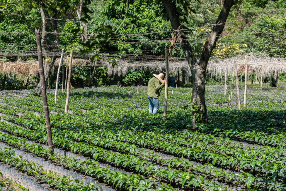 Slave to the grind | Finca Calahute