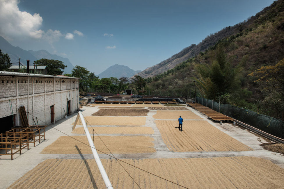 Slave to the grind | Finca Calahute