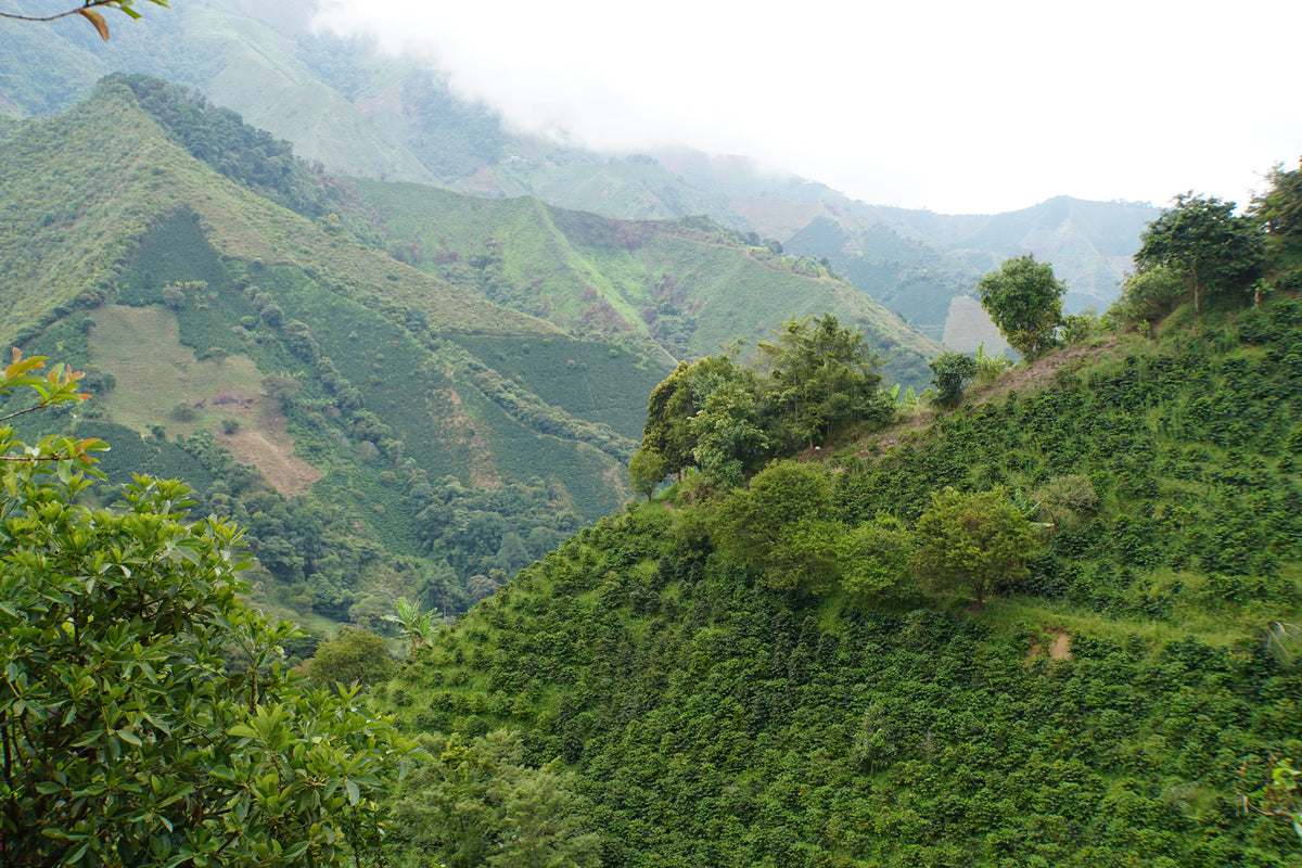 Sugar Magnolia | Small Producers of China Alta