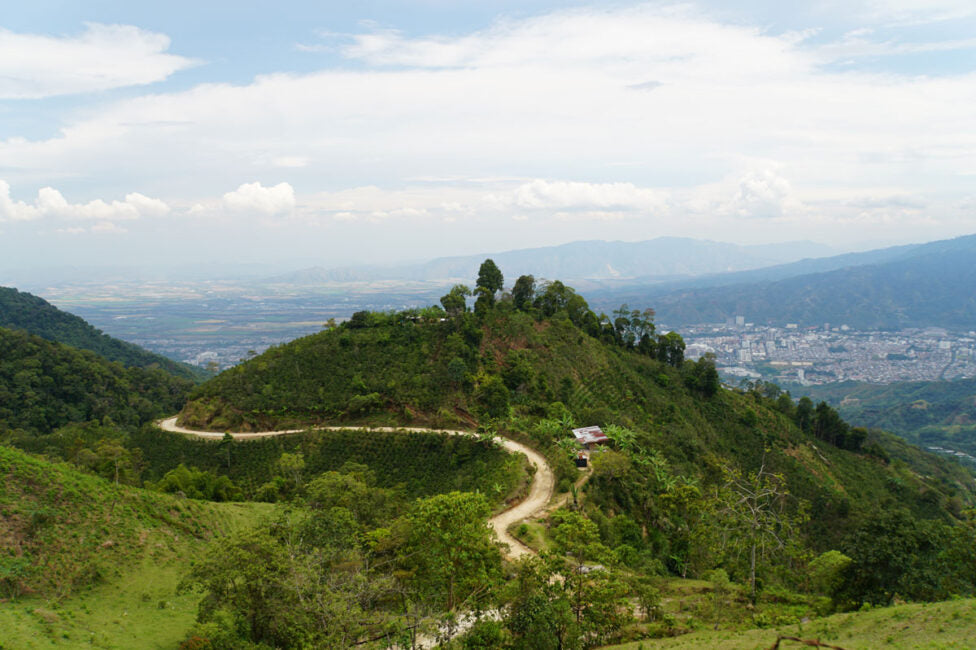 Sugar Magnolia | Small Producers of China Alta