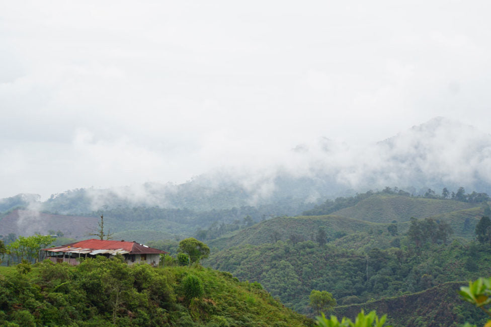 Sugar Magnolia | Small Producers of China Alta